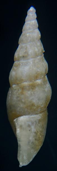 Kerkennah - Rissoa ... 1?? = aartseni